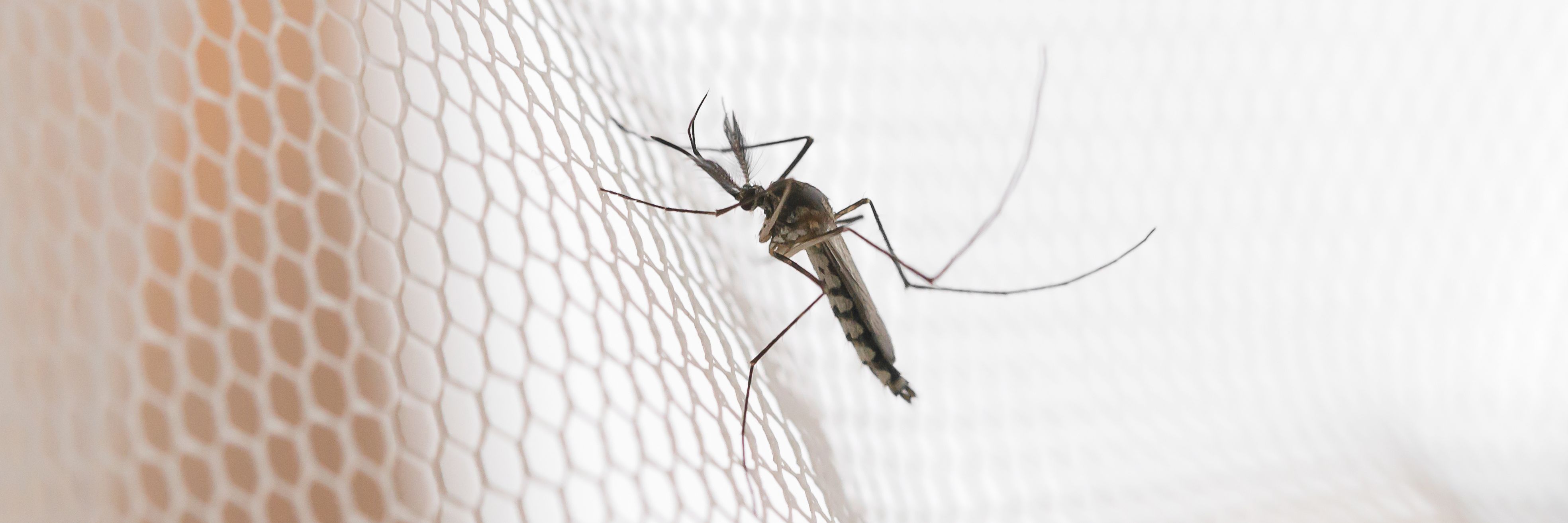 Insektenschutz von NEHER